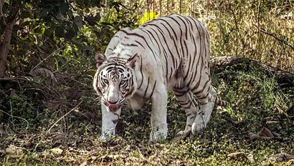 Alipore Zoo, must visit destination in winter